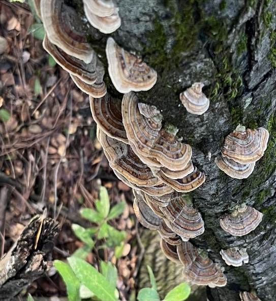 Image of Turkey Tail Mushrooms growing on a tree