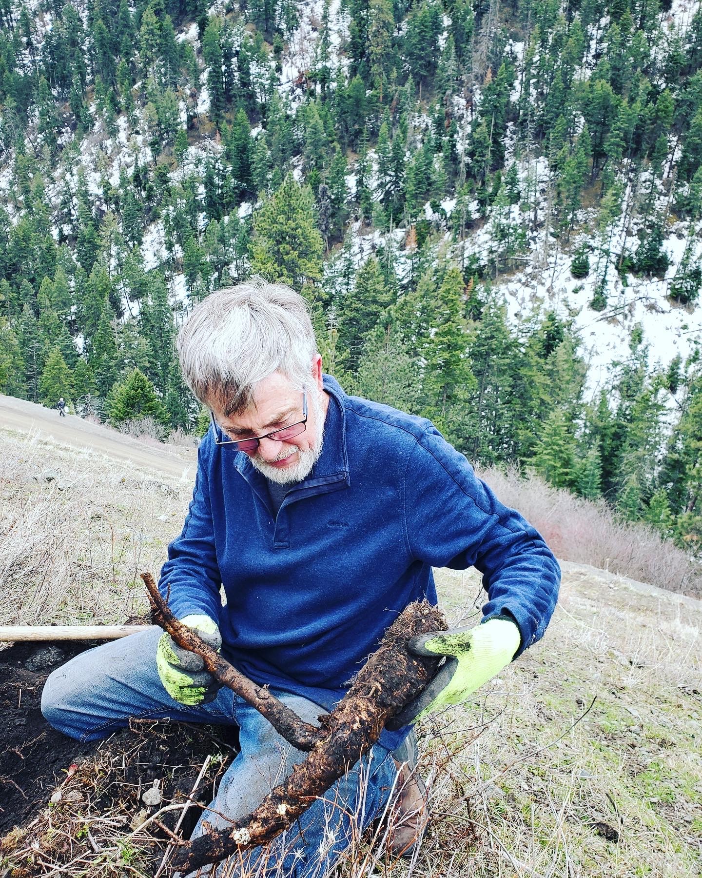 Image of an apprentice digging Lomatium root on a steep hillside