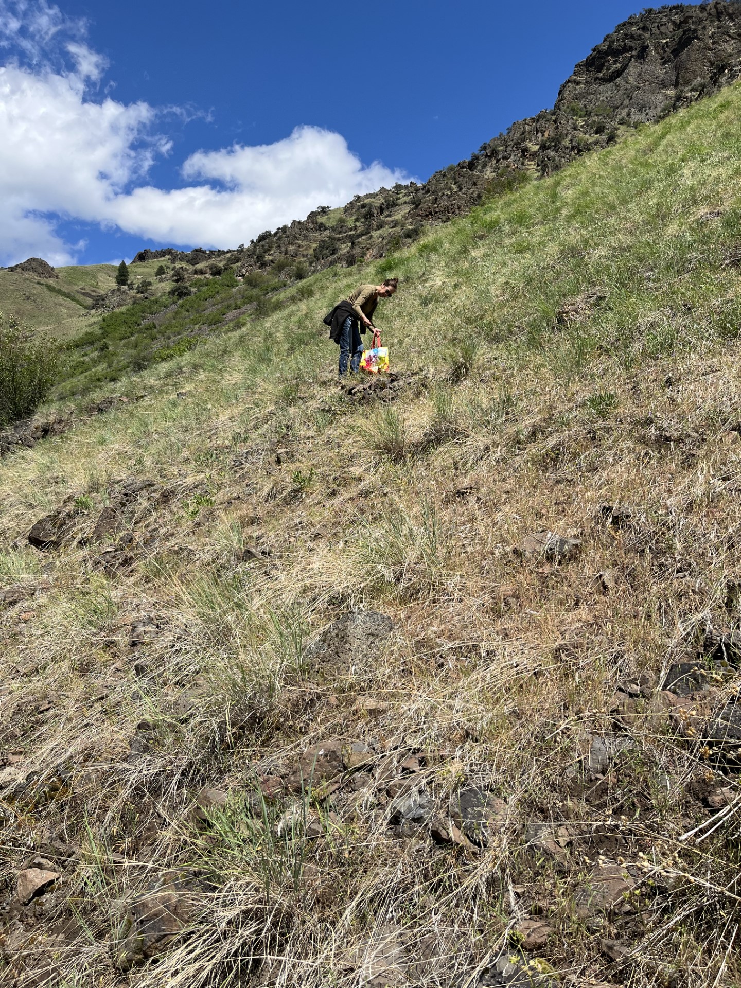 Image of Jules harvesting Skullcap on a steep hillside