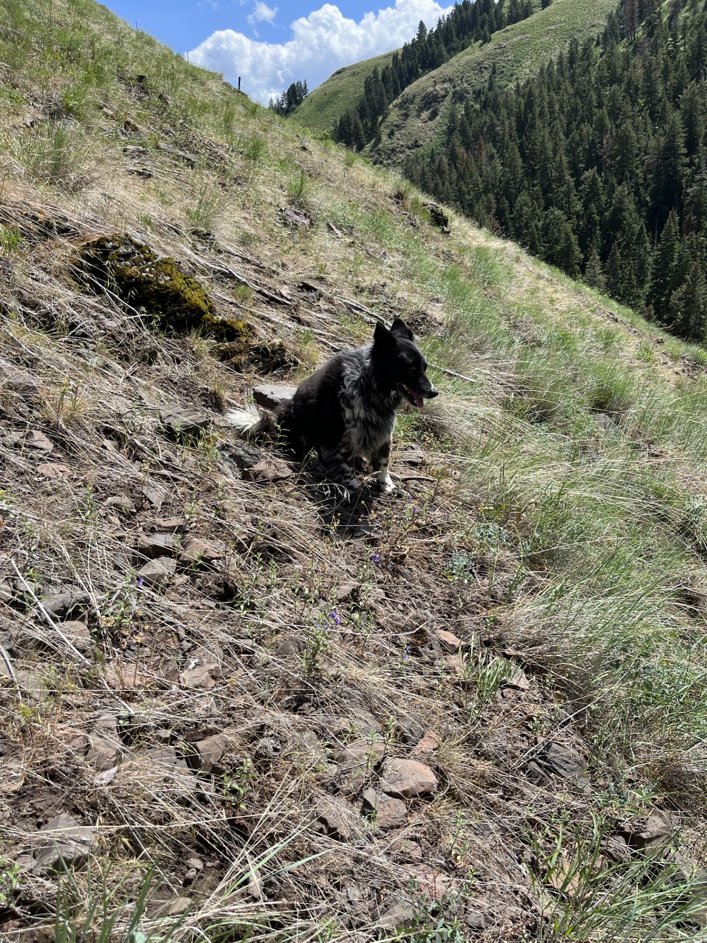 Image of Prada on a hillside of Skullcap