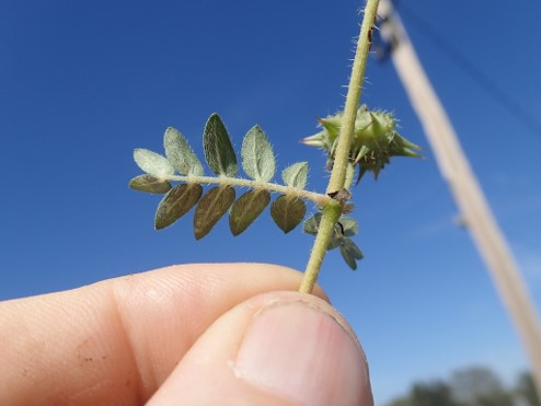 Image of the Tribulus plant showing the seed or “goats head